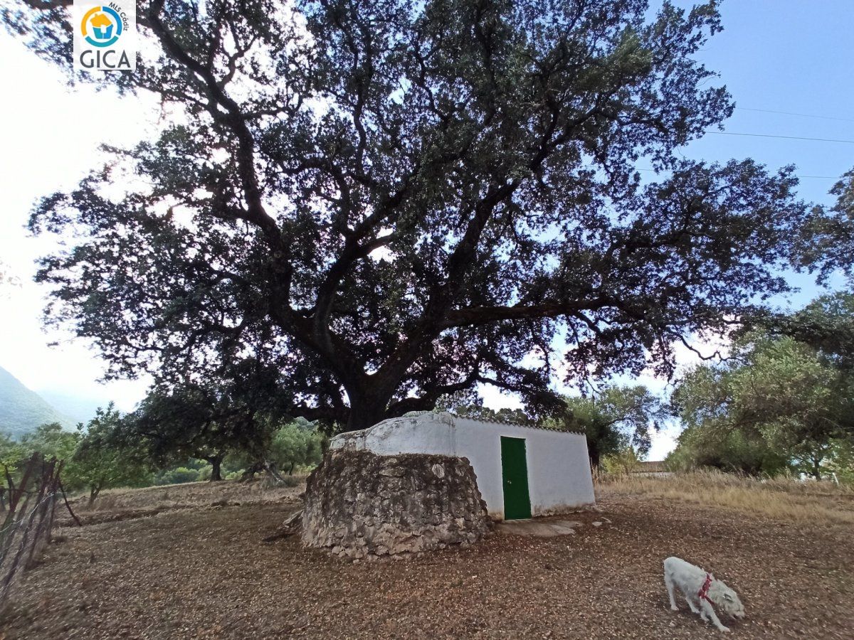CASA CON PARCELA  EN LA SIERRA DE CADIZ -EL BOSQUE