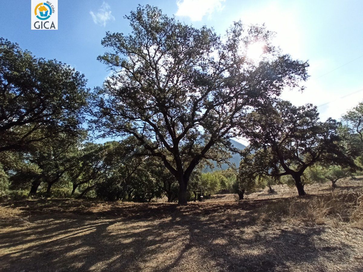 CASA CON PARCELA  EN LA SIERRA DE CADIZ -EL BOSQUE