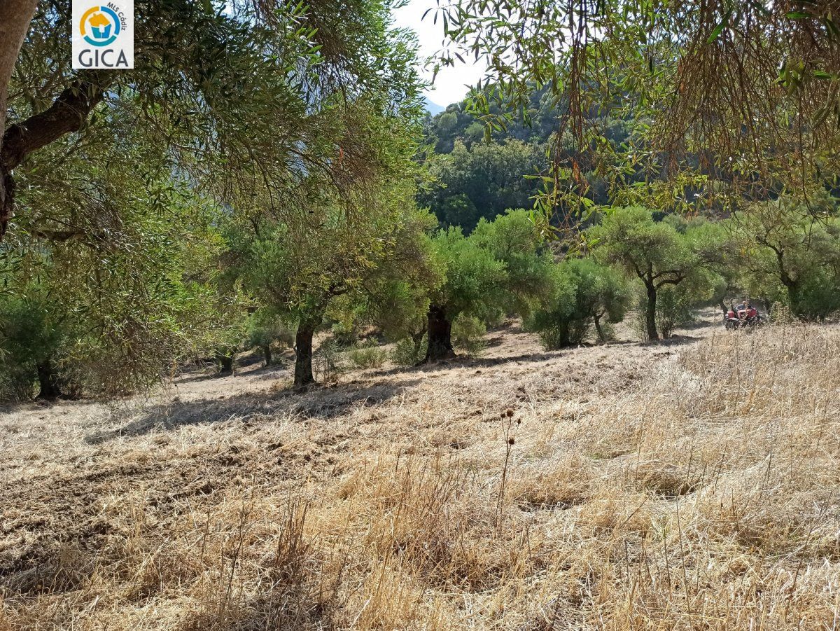 CASA CON PARCELA  EN LA SIERRA DE CADIZ -EL BOSQUE