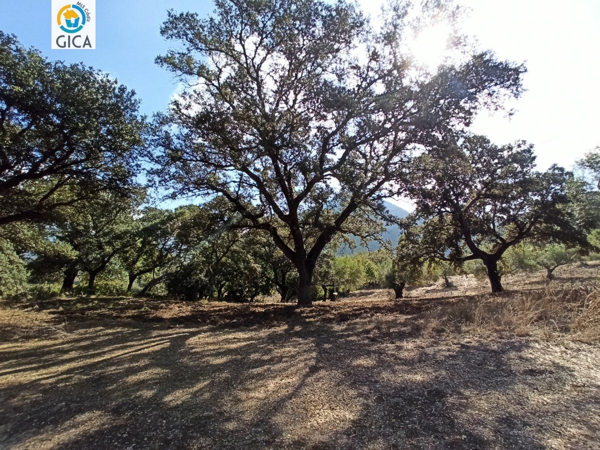 CASA CON PARCELA  EN LA SIERRA DE CADIZ -EL BOSQUE