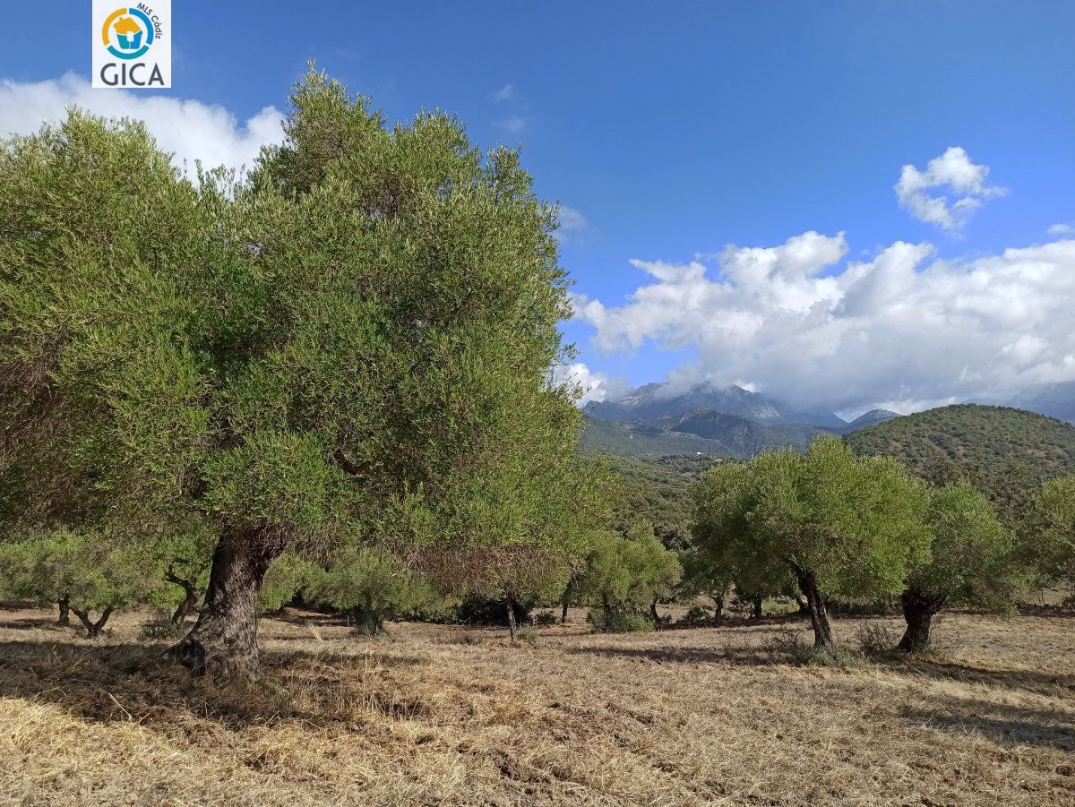 CASA CON PARCELA  EN LA SIERRA DE CADIZ -EL BOSQUE