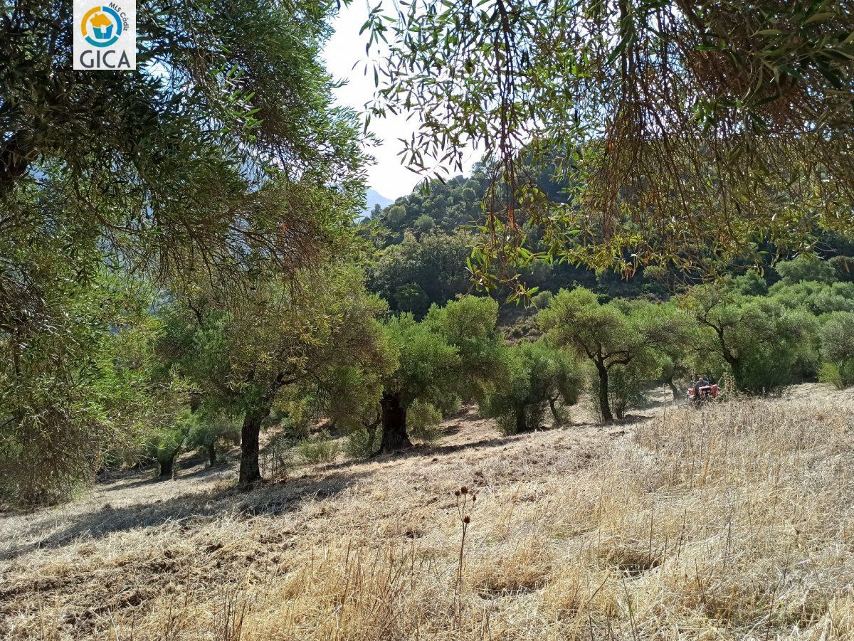 CASA CON PARCELA  EN LA SIERRA DE CADIZ -EL BOSQUE