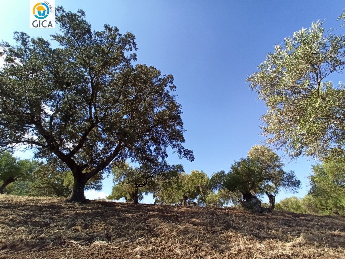 CASA CON PARCELA  EN LA SIERRA DE CADIZ -EL BOSQUE