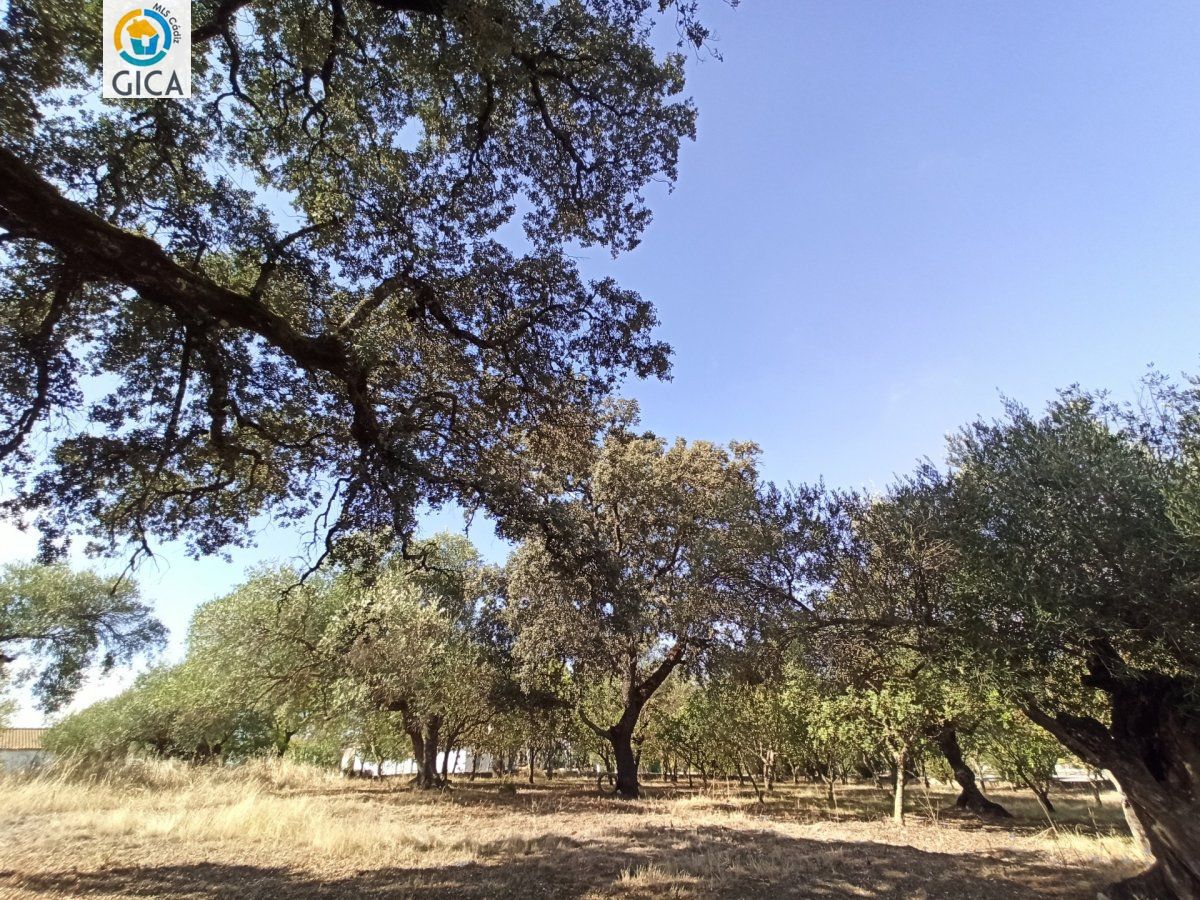 CASA CON PARCELA  EN LA SIERRA DE CADIZ -EL BOSQUE