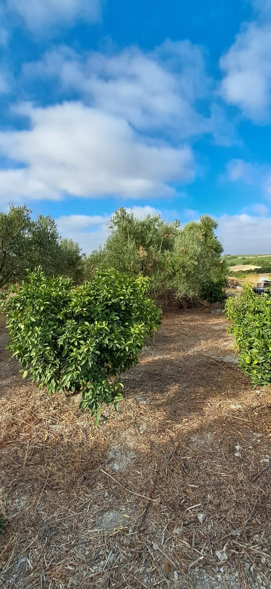 FINCA RÚSTICA EN ARCOS DE LA FRONTERA
