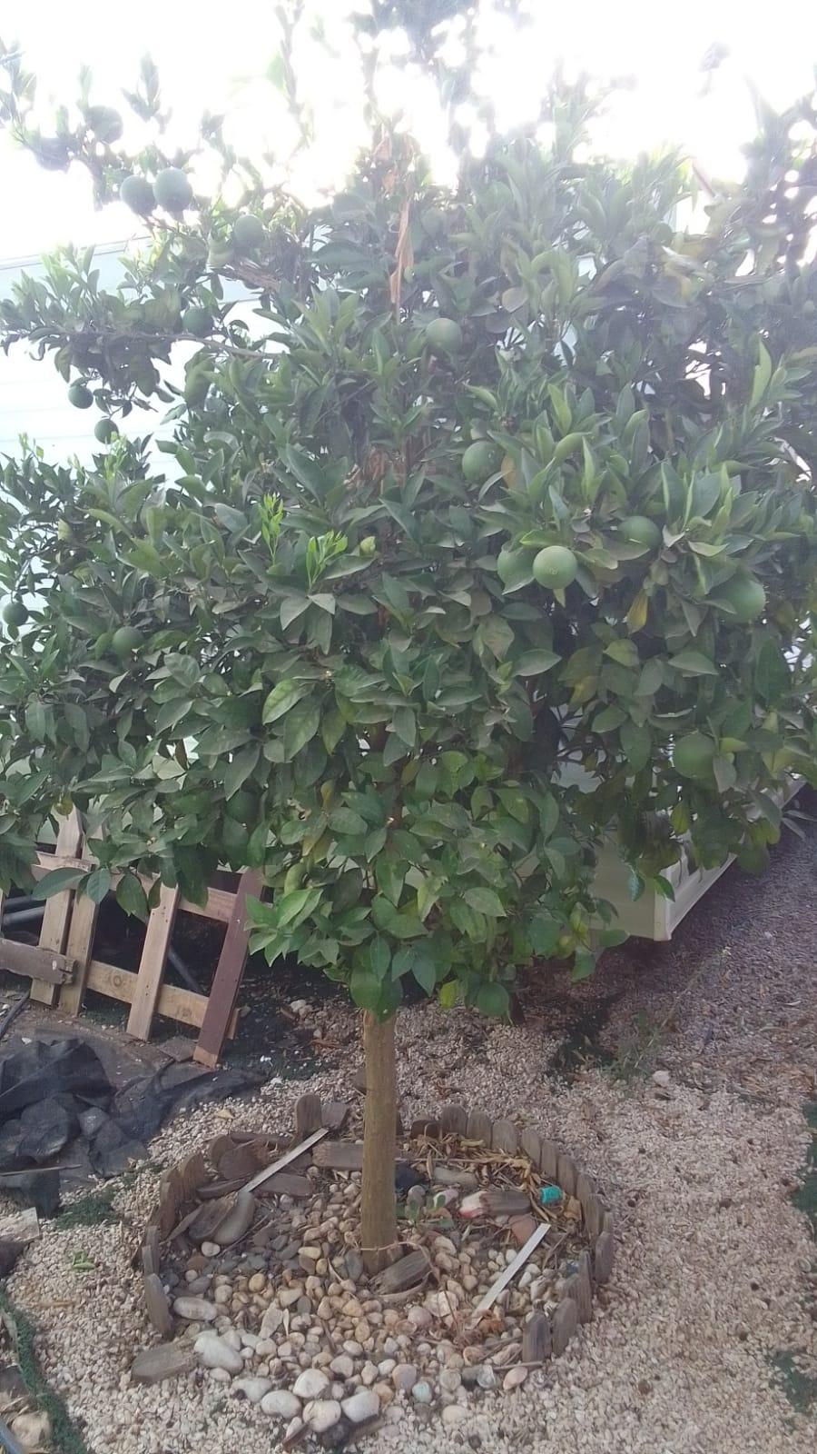 Encantadora Casa con Terreno en zona Nueva Jarilla